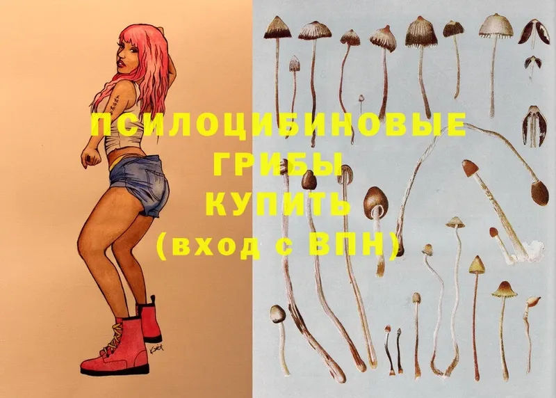 Псилоцибиновые грибы Psilocybe  ОМГ ОМГ вход  Межгорье  купить  